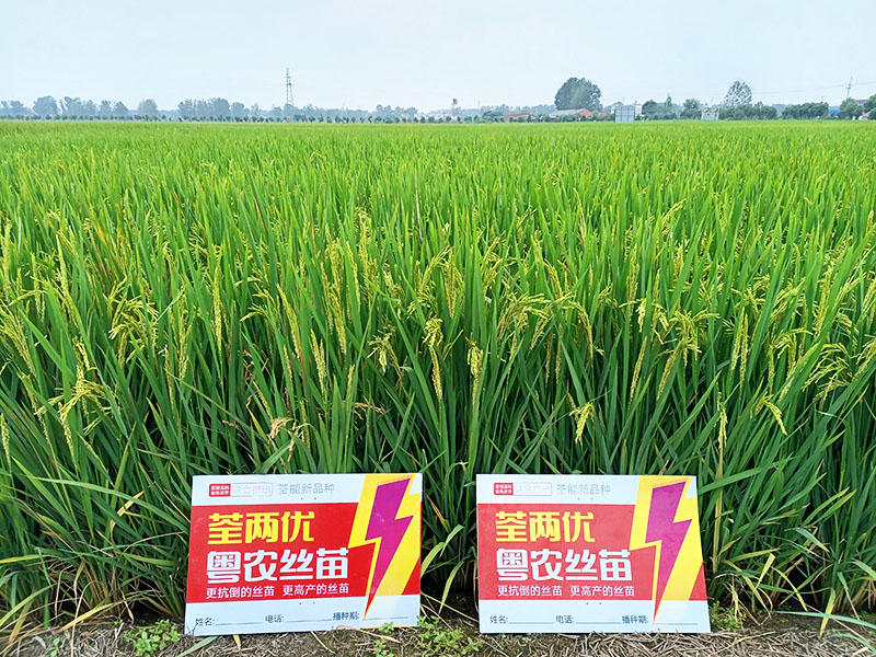  荃兩優(yōu)粵農(nóng)絲苗